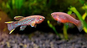 Killifish And Betta: 10 Things You Should Know