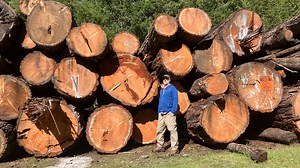 BLM proposes 'maximum' logging ramp-up on 2.5M acres in Oregon