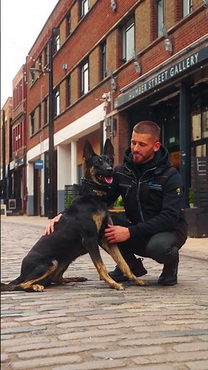 Meet Cali. One Of Our Up and Coming Family Protection Dogs
