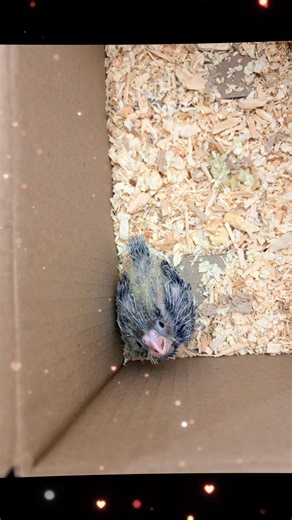 Caring for Cockatiels and Lovebirds: A Complete Guide