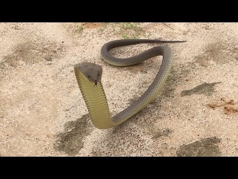 Pippa and the King Brown Snake