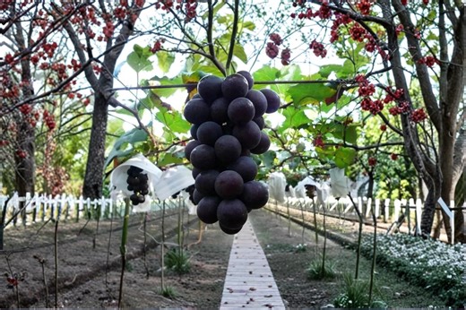 Kyoho Grape 1 Live Plant 2-3 FT (Vitis vinifera) Japanese Table Grape Vine