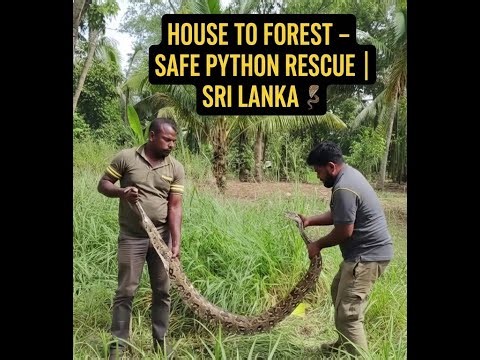 House to Forest – Safe Python Rescue Sri Lanka