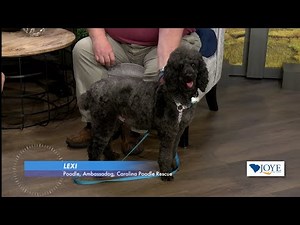 Pet of the Week with Carolina Poodle Rescue
