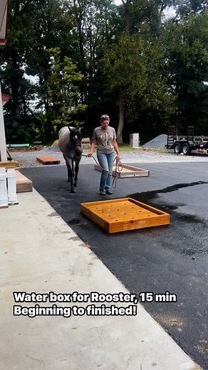 Training Rooster the water box 15 min. #horses #fypviralシ #horse | Joy Mackay Gallupe