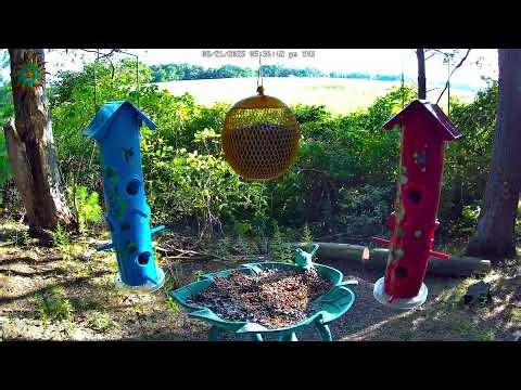 Bird Feeder LIVE Cam 🐦- Massachusetts