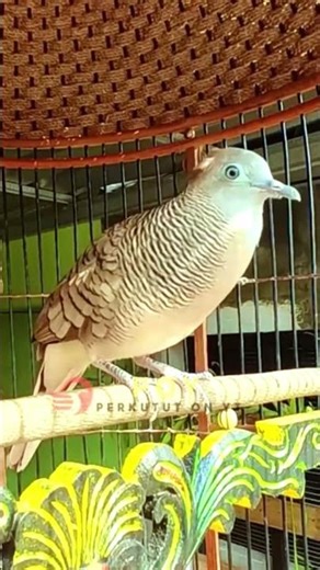 Zebra Dove Call – Relaxing Bird Sounds 109 | #birds #birdsounds #birdsoundscape #birdsong #animals