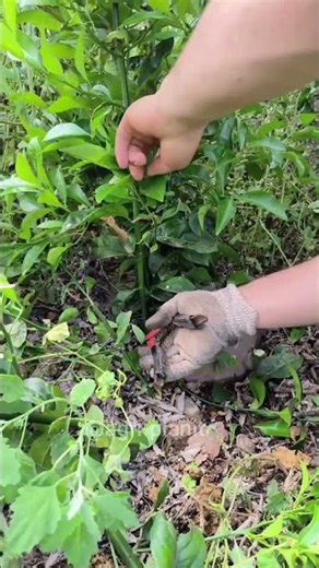 Citrus Tree Rejuvenation: Bring Old Trees Back to Life