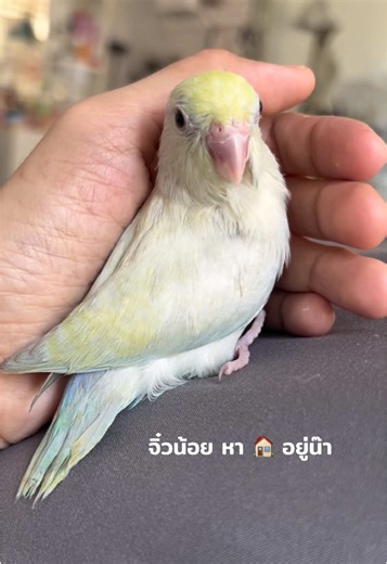 1 เดือน หัดแทะ น่ารักเรียบร้อยสุดๆ 🐣 #นกฟอพัส #นกฟอพัสน่ารักที่สุด #ฟอพัสจิ๋ว #ลูกป้อนนกฟอพัส #นกหาบ้าน