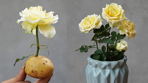 497K views · 10K reactions | Unveiling the Secret Grow Roses from Cuttings using Potatoes | Great DIY Idea | Facebook
