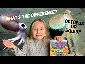 Octopus vs Squid/ What's the Difference/Marine Invertebrates/ Cephalopods