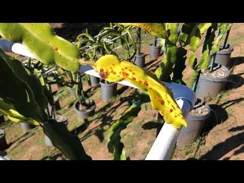 What Causes The Orange Rust Spots On Dragon Fruit Plants?