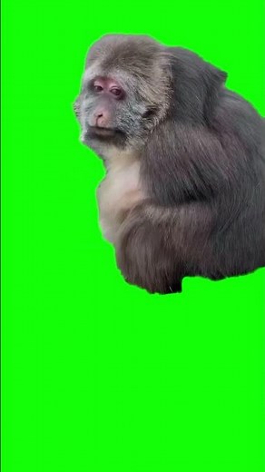 Xing Xing Monkey Smiling meme - Green Screen