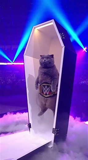 The UNDER-CAT-ER has risen! ⚰️🐈 (RUN!) #catwrestling #wwe #wrestling #cat #wrestlemania #wwefan