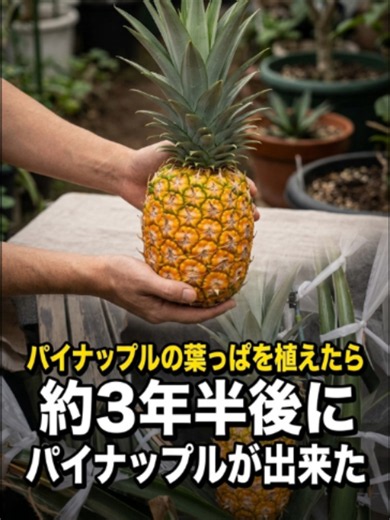 パイナップルの葉っぱを植えたら、約3年半後にパイナップルが出来た パイナップルは15℃以下で休眠するので水やりを控えていましたが 一番理想なのは冬の間も室内に入れて暖房を入れて 室温を20℃以上に保ち続けることです。 #パイナップル栽培 #再生栽培 #家庭菜園 #果物栽培 #観葉植物 #ベランダ菜園 #育ててみた #栽培記録 #家庭菜園初心者 #ガーデニング