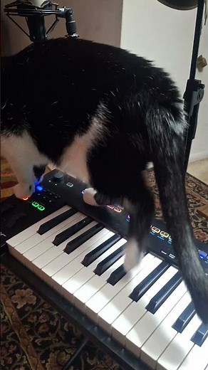 cat plays organ. she hit the loop button at some point