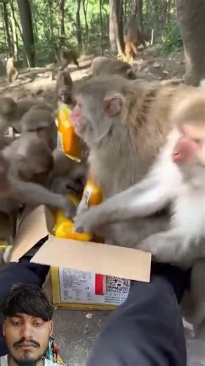 Funny monkey #131​ 🐒