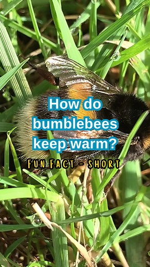 Brrr! It’s cold out there! Unlike humans, insects are cold-blooded animals and cannot control their body temperature – they rely on the sun to warm them up when it is cold ☀️ Bumblebees, however, act much more like warm-blooded animals and use various clever techniques to keep warm: ⬆️ They can dislocate their wings and shiver their flight muscles (shivering is how mammals keep warm). 🧥 Have furry bodies – the hair acts as onboard insulation. ⛽ Alter how they pump warm/cool body fluid around th