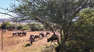 Wildlife Skyline At Rustenburg In North West South Africa. African Animals Landscape. Pilanesberg National Park. Rustenburg At North West South Africa. Big Five Animals. Wildlife Safari.