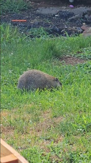 Groundhog Running Away 💨 #animals #groundhog #wildlife #cute #groundhohrunning