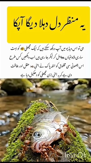Tiny Fish vs Army of Ants#ants #fishing #amzingfacts #naturefacts #wildlifefacts #youtubeshorts