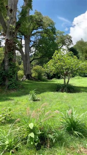 🌿 From Still Image to Life – Watch This Scene Come Alive! 🎥✨