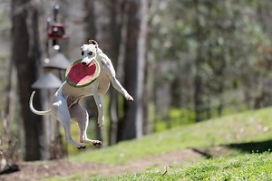 How To Measure A Whippet - WhippetCentral