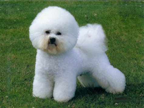 Bichon