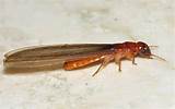 Pictures of Winged Termites