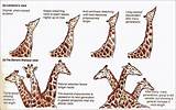 Photos of Giraffe Theory Of Evolution