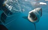 White Shark Diving Company South Africa Images