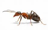 Images of Red Fire Ants Facts