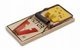 Pictures of Images Of Mouse Trap