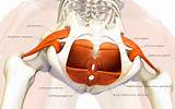 Pictures of Pelvic Floor Muscles Images