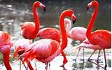 Images of Can Flamingos Fly