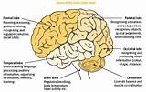 Parts And Functions Of The Brain Photos