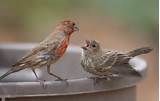 Pictures of Baby House Finch