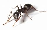 Organic Control Of Fire Ants