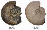 Fossils Definition Photos