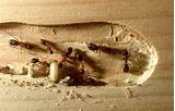 Termite Bait Vs Chemical Treatment