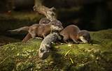 Otter Pups Learn To Swim Images