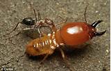 Termite Killing Pictures