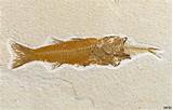 Pictures of Green River Fossils