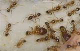 Photos of Yellow Meadow Ant Control