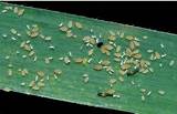 Pictures of Sugarcane Aphid Control