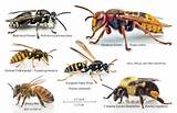 Wasp Vs Hornet Pictures