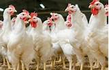 Poultry Companies In Mississippi