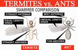Images of Termites V Ants