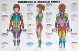Pictures of Workouts Muscle Groups