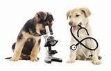 Images of Pet Doctor Vet